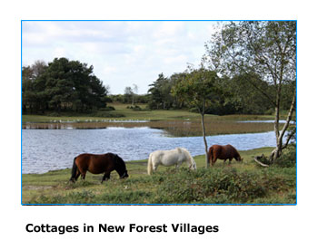 holiday cottages to rent in the New Forest