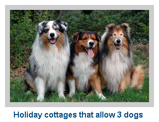 Holiday cottages that allow 3 dogs