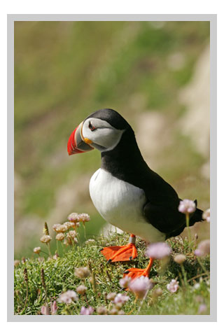 see puffins and sea birds during your family  holiday in Scotland